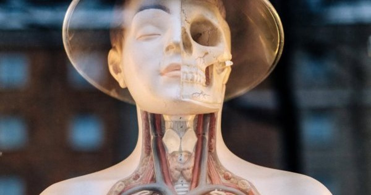 El cuerpo humano tiene cobre | Blog | Codelco Educa
